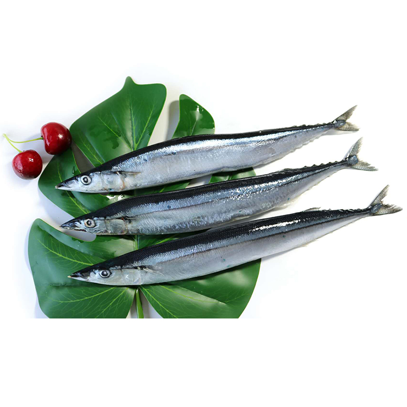 Pacific Saury